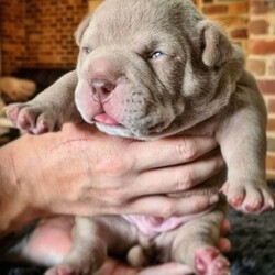 Adopt a dog:American Pocket Bully Puppies/Other//Younger Than Six Months,Pedigree American Pocket Bully PuppiesEastCoast Kennels & Coastal Bullies present:SHAKA (Haka son) x RUMRUM (Venom daughter)All puppies will be:✅ ABKC registered showing 4 generations.✅ Vaccinated, wormed, microchipped and health checked.✅ Both parents DNA clear and health tested.✅ Colors and structure you won't want to miss out on!MalesChocolate MerleLilac MerleLilac tri (SOLD)LilacFemalesChocolate Merle (SOLD)Lilac MerleChocolatePet home options available.Co-Own opportunities to the right buyers.Ready for their forever homes early March 2021.Find us on FB or Instagram @Eastcoast Kennels.Please do your research on the breed before enquiring.You can contact us via sms or phone call for any further information.