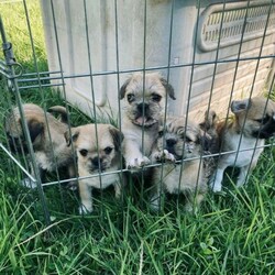 Adopt a dog:Pug and Maltese 8 weeks old puppies ready to there new home /Pug//Younger Than Six Months,For sale is a litter of pug x maltese puppies which are currently 8 weeks old. They ready for there new home . Viewing is also available on bookings and I am also happy to send update videos leading up to the pick up date .Their mother is a PureBreed pug while the father is a PureBreed maltesr which are both available to view as well. Both parents have extremely good and non aggressive temperaments and quality genes . The mix also allows new owners to enjoy the classic pug features like their face, without common problems which pugs face such as breathing issues which are genetically passed on.All puppies are also be vaccinated, microchipped and wormed . They are also currently getting regular worming done to ensure that they are healthy..Pet transport is also considered .Puppies :Boy 1 : $2900(SOLD)Boy 2 : $2800(SOLD)Girl 3: $3000(Sold)Boy 4: $2700(SOLD)Boy 5: $2800DOB: 18 NovemberI am a registered breederBreeder number: 9002630Association: National companion pets institutePlease note that prices are firm and time waiters will be ignored . Please contact for further inquiry .