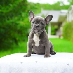 bulldog