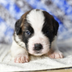 Maria/Saint Bernard/Female/,Well, hello there! My name is Maria. It's very nice to finally meet you! I have been waiting for my forever family and now I have found you! I can't believe the day has finally come. I just know we are going to be the best of friends. I have already packed my bags and I am ready to come home to you. All that you have to do is hurry and reserve me before somebody else does. Please pick me! I will be waiting by the phone for your call!