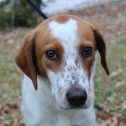 Adopt a dog:Ripken/Brittany Spaniel/Male/Young,Look at me … my (new) name is RIPKEN … am I cute or what ?
I may be a little bit Brittany and a little bit h’mmm not sure but a handsome young man don’t you think?
I came from a shelter in East Texas so no one really knows anything about me. I can tell you I’m a happy pup and affectionate too.
I’ve just joined BRIT and so please check back for information on my great personality.
Ripken about 1-2 years old, is up to date on shots, heartworm negative and microchipped. He will be neutered in a few days.
For updates and application, please visit www.brittanyrescueintexas.org