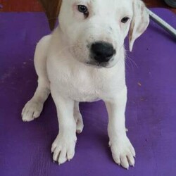 Adopt a dog:Puppies for sale/Irish Wolfhound//Younger Than Six Months,I have a Irish wolfhound x red cattle 6 puppies 1 girls 3 boys very playful likes cuddles and a bit cheeky gets along with my other dog and cat