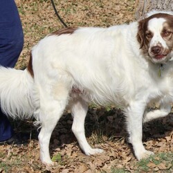 Adopt a dog:Marley/Brittany Spaniel/Male/Adult,I’m looking for my forever home or a good Foster Family to hang out with for now.

Here’s what my former family says about me: I’m very affectionate, housebroken, terrified of storms and fireworks.

I need to be an only dog and absolutely NO cats. 

I love going for walks, and being with my people, – I’ll will return all the love you give me.

I do need to lose about ten pounds ? – can you help me with that ???

Marley is up to date on shots, neutered, microchipped and heartworm negative and on preventative. He is very excited about finding his new foster/forever home before the holidays

If you are interested in adopting this Brittany, please fill out our Online Adoption Application.

Visit brittanyrescueintexas.org for application and updates.