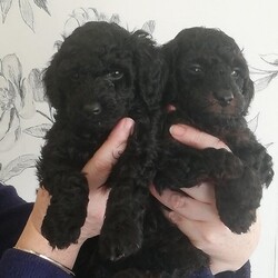 Quality - cockapoo pups Pra clear/cockapoo/Male/5 weeks,Quality F1b, PRA clear cockapoo pups available from new home 12th March.
Both parents have been Health tested from Pet Genetics Lab
Mum had a full health check
before mating.
I am very pleased to announce the safe arrival of
Berry's first litter of 6 beautiful
boys 1 Fox red, 1 Black/Phantom, 4 Solid Black
Mother -
Fb1 cockapoo & Father is a kc registered red miniature poodle.
Berry is one of our beloved pet dog, she is extremely affectionate in nature and is adored by everyone that meets her.
Sid- father from Northcroft Doodles he has already got a very good reputation of producing some stunning pups.
Only 2 boys left
Black/Phantom Boy - Available £2600
Solid Black Boy - Grey collar £2500 
? All pups will be wormed at 2, 4,6 & 8 weeks with panacur liquid
?They Also will have a flea treatment at 8 weeks before collection from Vets
?They will all be vet checked, vaccinated and microchipped
before collection at 8 weeks old.
? Test papers of parents will be given day of collection.
?4 weeks free insurance from Petplan will be given with your new puppy
?New blanket & teddy with litter and mums smell on to help settle your new pup along with 2kg bag of food, chew stick for teething and a guide for new puppy owner.
Mum has only been feed on the very best before and whilst carrying pups Belle & Duke raw along with puppy food wet and dry Kimble for optimal health through out.
Pups are reared
in our family home
they are handled very regularly by my myself & family, they will also be exposed to house hold noises and other family dogs.
Socially distanced viewing will be offered
along with Mum following covid rules,
contact for further information on viewings.
£300 non refundable holding fee will secure your chosen puppy.
I am
looking for 5* homes that can provide warm friendly animal loving homes
For more information you can contact by telephone, wassap or send a message.
Angela