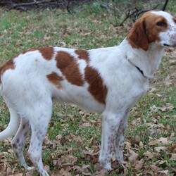 Adopt a dog:Ripken/Brittany Spaniel/Male/Young,Look at me … my (new) name is RIPKEN … am I cute or what ?
I may be a little bit Brittany and a little bit h’mmm not sure but a handsome young man don’t you think?
I came from a shelter in East Texas so no one really knows anything about me. I can tell you I’m a happy pup and affectionate too.
I’ve just joined BRIT and so please check back for information on my great personality.
Ripken about 1-2 years old, is up to date on shots, heartworm negative and microchipped. He will be neutered in a few days.
For updates and application, please visit www.brittanyrescueintexas.org