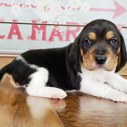 Charley/Beagle/Male/ Charley/Beagle/Male/,This darling boy is ready to be shown off to your friends! Charley is a handsome pup that wants to light up your life. Charley will have a complete nose to tail vet check and arrive with a current health certificate. He will love running around town with you doing errands or snuggling at home to relax. Charley is eager to find his forever home. Don’t miss out on this spectacular companion.