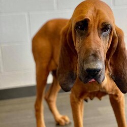 Adopt a dog:Adele/Bloodhound/Female/Senior,We aren’t sure how our beautiful Adele is still waiting for a foster/adopter, but some family is going to be incredibly lucky!  

Adele was saved by a Good Samaritan last year after a hunter dumped her in Ennis.   All this girl wants is the love and admiration of her people. She is SO good. She likes dogs too after proper intros. She is really good with playful relaxed dogs. But, gets nervous around any dogs who want to boss her around. 

Want to foster her?  We think she is a little older than originally posted, probably 6-7 years old. But, she doesn’t act like it at all!  She would really love a home where she can live inside and have access to a fun yard to play in.

Thanks for considering a Cane Rosso Rescue dog! 
We place dogs mostly in Texas but have adopted out a few out-of-state as well.
 
If you are interested in one of our dogs, please first complete our adoption application.
You can find it at https://www.canerossorescue.org/adoption-application . Our dogs are spayed or neutered, microchipped, vaccinated and heartworm tested and treated (if tested positive) before going to a new home. For more information, visit our website www.canerossorescue.org
or email us at rescue@canerosso.com.