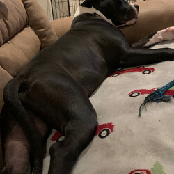 Adopt a dog:Rocky/Pit Bull Terrier/Male/Baby,Rocky is a very sweet, playful boy looking for an active family.  He still has a lot of puppy energy and would do best with older children (10+).  He is a 