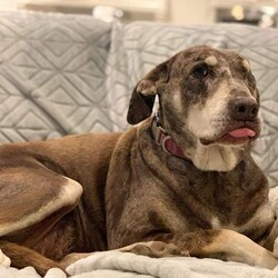 Adopt a dog:Willow/Catahoula Leopard Dog/Female/Adult,Meet Miss Willow! Willow is a 6 year old Catahoula mix. This sweet girl only has one eye but that doesn't slow her down. She is very calm and loving.She LOVES to snuggle! She is good on a leash, house trained and crate trained. Would do best with no small kids, cats or smaller dogs.

She is spayed, microchipped, current on all vaccinations, on flea tick preventative and heartworm preventatives.