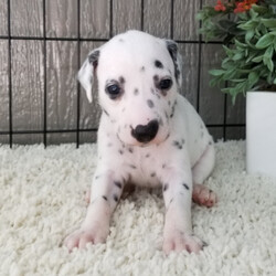 Lainey/Dalmatian/Female/,Why roll the dice to see what you get when I'm the sweetest puppy for your family to get. Throw me a ball or show me your lap, it won't take you long to figure out where I'm at! I may be young now, sweet and cuddly at best, but wait until I get bigger and it's lots of adventures with no rest! Take me home now and you will not regret it. The bond that we'll build, of love and affection, will make a lifelong partnership and an unforgettable connection!