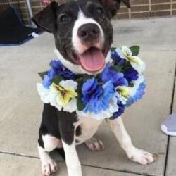 Adopt a dog:*Cheyenne/Pointer/Female/Baby,Cheyenne was born on 4/23/18  and is a pointer mix. She is very sweet and well behaved.  She loves to play with other dogs. Cheyenne would love a family of her own and a big yard to play in. Are you the family she is looking for?

Included with adoption: Age-appropriate vaccinations, up to date heart-worm preventative, heart-worm test if over 6 months, insurance for 30 days, microchip with registration, and spayed or neutered- if not already, a voucher is provided. 

If you are interested in adopting, please complete our Pre-application: https://form.jotform.us/asr628/ShortAdoptionInquiry