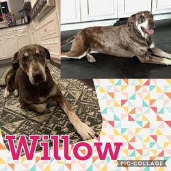Adopt a dog:Willow/Catahoula Leopard Dog/Female/Adult,Meet Miss Willow! Willow is a 6 year old Catahoula mix. This sweet girl only has one eye but that doesn't slow her down. She is very calm and loving.She LOVES to snuggle! She is good on a leash, house trained and crate trained. Would do best with no small kids, cats or smaller dogs.

She is spayed, microchipped, current on all vaccinations, on flea tick preventative and heartworm preventatives.