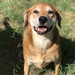 Adopt a dog:Pita/Rhodesian Ridgeback/Female/Adult,Hey, guys!  My name is Pita.  I have been with TIRR Rescue for a while now.
?
My mom brought me to TIRR Rescue because she could no longer keep me.  She tried everything she could before giving me up, but she finally decided the best choice was to leave me in the care of TIRR Rescue and let them find me a forever home.
?
All of my original pack mates are gone, and I now hang with Deuce.  We've had a couple of other dogs in our pack, but they've been adopted, so it's just Deuce and me.  Deuce likes to think he's the boss, but we all know I'm the real alpha in this neck of the woods.  So long as everyone plays nice and no one bugs me, I get along pretty well with other dogs.  You should come see for yourself!

PERSONALITY:
Pita is a sweet dog who loves to play and cuddle with her people.  She gets along well with other dogs, but she can be a bit bossy at times.  Pita loves to dig and will need a sandbox or play area where she can do so to her heart's content without ruining the yard.