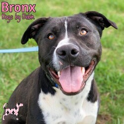 Adopt a dog:Bronx/Staffordshire Bull Terrier/Male/Young,Meet Bronx! This medium-sized guy is as smart as they get. He is between 1-2 years old. Bronx is very people social! We are happy about this because he had a rough start at life. He has been hand picked by a trainer & has been put through obedience training & is said to aim to please & is a quick study. He is a handsome guy & is ready to learn what a cozy house feels like. If you're looking for a loyal, respectable companion, here he is! We guess him to be a Staffordshire Terrier or mix. Bronx lived with children & is said to do well with them. We are only accepting applications for Bronx with the following:
*Must have a privacy fence 6' or taller on all sides
*No neighboring dogs
*No children in the home under the age of 12
Bronx is not ok with other pets but great with people! He has a strong prey drive. Bronx was recently adopted to a family with young children & he does great with kids, but a child walked Bronx out front since they had no fence & Bronx proceeded to get loose when he saw a small dog running at large. Bronx needs an adopter that will make sure something like this never happens again. Bronx is truly a remarkable dog & needs to be set up to succeed.

Interested? Please visit https://dogsbydebin.com/adoption-application/ to complete our quick online adoption application. His adoption fee is $175 & includes: Neuter, microchip, vaccines, heartworm test, deworming, & an offer of pet-healthcare insurance for 1-month.