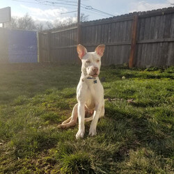Adopt a dog:DJ/Australian Cattle Dog / Blue Heeler/Male/Young,HEELER/TERRIER MIX - 40LBS - BORN 07/2019

DJ CAN BE ADOPTED!

DJ WAS FOUND AS A STRAY IN IL AND THE SHELTER THERE CONTACTED US WHEN THEY REALIZED HIS BACK LEGS WERE NOT WORKING CORRECTLY. AFTER EXTENSIVE X-RAYS AND VETERINARY EXAMS WE DISCOVERED THAT DJ HAS INTER-VERTEBRAL DISC DISEASE THAT AFFECTS HIS MOBILITY AND DUE TO THIS DISEASE, DJ REQUIRES DIAPERS. HE HAS A CUSTOM CART THAT HE TAKES WALKS IN AND HE LOVES TO PLAY TUG AND TO RUN AROUND THE YARD WITHOUT HIS CART. DJ LIKES OTHER DOGS BUT HAS NEVER BEEN AROUND CHILDREN. A HOME WITH MINIMAL STAIRS WOULD BE BEST AND HE IS REQUESTING A FENCED IN YARD AND AN OWNER THAT WILL TREAT HIM LIKE A KING!