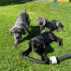 Neapolitan mastiff puppy/Neapolitan Mastiff//Younger Than Six Months,EOIPEDIGREE12 week old male -colour blackMicrochippedRegistration with ANKC