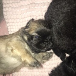 Adorable Pekingese puppies/Pekingese//Younger Than Six Months,We have a beautiful litter of Pekingese babies now looking for there forever homes. Most beautiful little back sleepers you will ever see ❤️. Pekingese are very placid dogs and make excellent lap dogs. Low barkers low shedders and remind us of rag doll cats they are so floppy and cuddley. The puppies come wormed every two weeks vaccinated microchipped and with pedigree papers. Pups will have started toilet training feeding on premium food and with there own little puppy packs. Ready to leave on the 13/04/21 we are taking deposits now to secure your baby. Please call or txt for all inquiriesBIN0000866183272Ankc 4100253225