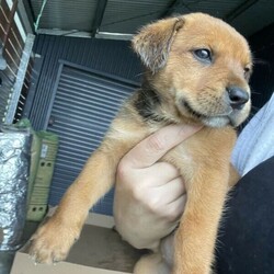 Ridgeback Cross Kelpie Puppies/Australian Kelpie//Younger Than Six Months,Mother is lovely ridgeback/sharpae and father Australian Kelpie.We have 4 puppies, 2 x female and 2 x male.Have been vet checked, microchipped, wormed... and will come with registeration papers, pet healthcare record passport and a puppy care guide.‘Ralph’ microchip 953010004990142‘Sally’ 953010005013679‘Fred’ 953010004991117‘Susie’ 953010005013730Located West Tweed Heads, Carool NSWPlease text Mobile Number ******4545 for directions... thankyou REVEAL_DETAILS 