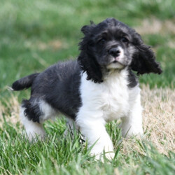 Anthony/Cocker Spaniel/Male/,Meet Anthony! He is sure to make your life complete with every puppy kiss and tail wag. He is a wonderful little guy who loves to cuddle, but also knows how to play and have a good time. Anthony will come home to you current on vaccinations and with our vet's seal of approval. Don't miss out on this one-of-a-kind puppy, as he will bring your family closer together with his infectious energy and warm heart!