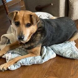 Molly/Mixed Breed/Female/Adult Adopt a dog:Molly/Mixed Breed/Female/Adult,Hi, I'm Molly! I am a sweet, shy girl, but once I am comfortable I love being with you. New things and loud noises are scary to me and I tend to shut down. Being on a leash makes me nervous, so a house with a fence is required. I am house trained and will let you know when I need to go out. I am living with cats and I ignore them. Young kids would be too much for me right now but I do great with the older kids in my house. If you are looking for a quiet, sweet girl who loves being with her favorite people, then I am the girl for you.
If interested in meeting me, please apply at: AHeinz57.com