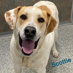 Scottie/Hound/Male/Adult Adopt a dog:Scottie/Hound/Male/Adult,