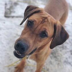 Whiskey/Shepherd/Male/Young Adopt a dog:Whiskey/Shepherd/Male/Young,