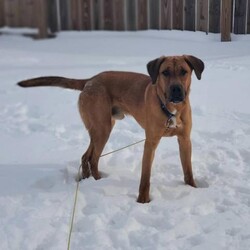 Whiskey/Shepherd/Male/Young Adopt a dog:Whiskey/Shepherd/Male/Young,