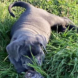 Neapolitan Mastiff puppies 8 weeks old and ready to go./Neapolitan Mastiff//Younger Than Six Months,9 x beautiful Neapolitan Mastiff puppies5 boys and 4 girls.Mum is Blue Brindle and Dad is blue. Both parents a great family pets and protectors.Both parents were purchased as pure breeds but do not have pedigree papers.All puppies are Blue with minimal brindle markings.Puppies have been raised on a premium dog food and wormed every 2 weeks since birth.They come vet checked, vaccinated and microchipped.991003001343838991003001343839991003001343840991003001343841991003001343842991003001343843991003001343844991003001343845991003001343846The Neapolitan Mastiff was developed in southern Italy as a family and guard dog. Today this massive breed is known as a gentle giant.Neapolitan Mastiffs may not be the best choice for novice dog parents or apartment dwellers. Their massive size means they need space and confident training to thrive. However, if you can handle their needs and a bit of drool, you’ll find an affectionate, loyal companion who loves the whole family!While their appearance is unnerving, looks are deceiving. The Neo, as they're often nicknamed, has a reputation for being an affectionate 80kg lapdog. This is a constant guardian with an intimidating stare that they direct toward strangers, but they're far from being a fighting dog. Steady and loyal, their primary goal is to be with their people. They'll defend them with ferocity if need be, but they're typically not aggressive without reason.These little puppies will make a perfect companion for any family.Register breeder number: RPBA 1274