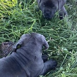 Neapolitan Mastiff puppies 8 weeks old and ready to go./Neapolitan Mastiff//Younger Than Six Months,9 x beautiful Neapolitan Mastiff puppies5 boys and 4 girls.Mum is Blue Brindle and Dad is blue. Both parents a great family pets and protectors.Both parents were purchased as pure breeds but do not have pedigree papers.All puppies are Blue with minimal brindle markings.Puppies have been raised on a premium dog food and wormed every 2 weeks since birth.They come vet checked, vaccinated and microchipped.991003001343838991003001343839991003001343840991003001343841991003001343842991003001343843991003001343844991003001343845991003001343846The Neapolitan Mastiff was developed in southern Italy as a family and guard dog. Today this massive breed is known as a gentle giant.Neapolitan Mastiffs may not be the best choice for novice dog parents or apartment dwellers. Their massive size means they need space and confident training to thrive. However, if you can handle their needs and a bit of drool, you’ll find an affectionate, loyal companion who loves the whole family!While their appearance is unnerving, looks are deceiving. The Neo, as they're often nicknamed, has a reputation for being an affectionate 80kg lapdog. This is a constant guardian with an intimidating stare that they direct toward strangers, but they're far from being a fighting dog. Steady and loyal, their primary goal is to be with their people. They'll defend them with ferocity if need be, but they're typically not aggressive without reason.These little puppies will make a perfect companion for any family.Register breeder number: RPBA 1274