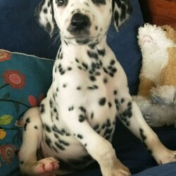 Dalmatian Puppies/Dalmatian//Younger Than Six Months,We have 4 Purebred Dalmatian female puppies available ready for their forever new homes now. BIN0001399589476We are Fully Accredited and Vet Audited Dog Breeders in accordance with the requirements in the Code of Practice for the Operation of Breeding and Rearing Businesses (Revision 1) Noosa Shire Council Registered Number AAP20/0008.Responsible Pet Breeder Australia Member 1643. Orivet Member 49141Our dogs are part of the family and we are fortunate enough to have time and space here to breed the occasional litter. The pups are played with by our grandchildren and enjoy the experience of being involved in daily life. We own both parent dogs and are here for you to meet.Both parents have had full DNA profiles completed which were conducted by our Vet through Orivet and available for viewing.Our pups come with a Breeder Declaration and Guarantee, Full Health and Hearing test completed at 6 weeks of age and Microchip.Both parents were obtained from Fully Accredited Breeders and have awesome temperaments and health, making these pups a great choice for a family dog.Girls- 2 Black Spot 2 Chocolate SpotOther pups in the litter sold to people on our waiting listWe will only sell our pups to genuine forever homes; people who can establish they understand the commitment a new dog will bring.We also offer a puppy care package, desexing voucher and ongoing support once your pup goes home. While many people may be working from home and have time now, please bear in mind a young dog of any breed requires training and long-term commitment.Pups are wormed at 2, 4, 6 and 8 wks of age.Strict Biosecurity is in place to protect our puppies and with the recent Covid situation safe distancing measures are in place here to protect us.You are welcome to call or SMS us but we will not rely on emails as we like to speak with potential new owners. Our puppies are special to us and we are careful about choosing homes for them. Once we have established suitability, we can send more pictures of individual puppies and keep you updated as they grow.While our dogs come from Pedigree Dalmatians, we will only sell our pups to families as pets, as we believe this is the best long-term life for any dog.