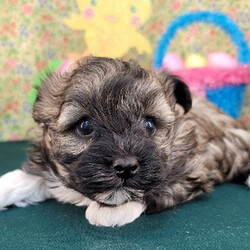 Kaden/Havanese/Male/,Hi, my name is Kaden! I am a little baby that loves kisses and snuggles! I love to sit by the fire with you or romp around outside in the yard. I love playing with my favorite toys and would be glad to share them with you. Believe me when I say that I am the best puppy you will ever meet! I know I will love my forever and family and I cannot wait to meet them. I am so ready to come home! Pick me!