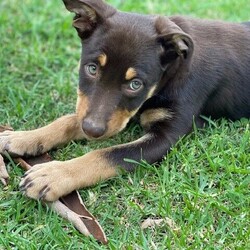 Kelpie Puppies - Beautiful Pure Bred Australian Red Kelpies/Australian Kelpie//Younger Than Six Months,*** HURRY ONLY - TWO PUPS REMAIN ***We are selling nine gorgeous, intelligent purebred Australian Kelpie Puppies, all are red and tan.Mother and father are both off rural properties (Little River - Victoria and Warwick - Queensland) and are available to view. They both are loyal and kind in disposition.First healthy litter.We are registered breeders with Responsible Pet Breeders Australia.I-PNH37JR0W7F4As ethical, amateur breeders we will be fussy, with preference given to potential owners with large yards and or companion dogs.All puppies have been well fed by mum and are transitioning to Blackhawk Puppy Food, Oats and Organic Full Cream Milk.They have had access to our one acre block and are inquisitive, alert and healthy as...They have been wormed every two weeks, are microchipped and vaccinated.At nearly nine weeks old they are truly ready for new owners.All have been regularly handled and loved in abundance by both adults and small children. Three hardy males and six eyecatching females are ready for the right families to make their own. Unless we decide to keep them after all....We live in Thirlmere near Picton NSW and recommend a daytrip to view them on our property. We are not prepared to organise transport as we are prioritising the welfare of these fine animals.Microchip Numbers are 953010005034235 - 37, 52, 58, 63, 66, 69, 73, 89