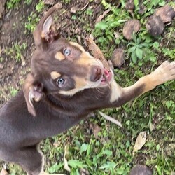 Kelpie Puppies - Beautiful Pure Bred Australian Red Kelpies/Australian Kelpie//Younger Than Six Months,*** HURRY ONLY - TWO PUPS REMAIN ***We are selling nine gorgeous, intelligent purebred Australian Kelpie Puppies, all are red and tan.Mother and father are both off rural properties (Little River - Victoria and Warwick - Queensland) and are available to view. They both are loyal and kind in disposition.First healthy litter.We are registered breeders with Responsible Pet Breeders Australia.I-PNH37JR0W7F4As ethical, amateur breeders we will be fussy, with preference given to potential owners with large yards and or companion dogs.All puppies have been well fed by mum and are transitioning to Blackhawk Puppy Food, Oats and Organic Full Cream Milk.They have had access to our one acre block and are inquisitive, alert and healthy as...They have been wormed every two weeks, are microchipped and vaccinated.At nearly nine weeks old they are truly ready for new owners.All have been regularly handled and loved in abundance by both adults and small children. Three hardy males and six eyecatching females are ready for the right families to make their own. Unless we decide to keep them after all....We live in Thirlmere near Picton NSW and recommend a daytrip to view them on our property. We are not prepared to organise transport as we are prioritising the welfare of these fine animals.Microchip Numbers are 953010005034235 - 37, 52, 58, 63, 66, 69, 73, 89