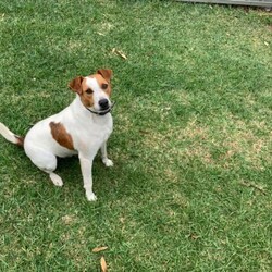 Jack Russell Terrier/ Mini Foxie Cross/Jack Russell Terrier//Older Than Six Months,-2 years old-Healthy dog-Very active and friendly dog