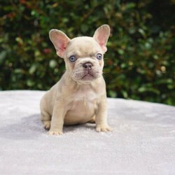 Adopt a dog:French Bulldog Lilac fawn Merle carrying Tan/French Bulldog//Younger Than Six Months,Looking for her forever home1 x Lilac fawn Merle carrying tan female French BulldogsCurrently 8 weeks oldPrice $15,990She will be sold on mains registered pedigree papers with MDBAShe will be a great asset to a breeding program put with the right male she can produce Lilac and Tan and Lilac and Tan MerleLocated in Sydney/Central Coast NSW*We can Transport