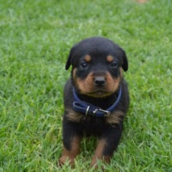 Adopt a dog:Purebred Rottweiler Puppies/Rottweiler//Younger Than Six Months,All enquiries to Chad on ******** 755 REVEAL_DETAILS •Registered Breeder Membership Number DACO177451•RPBA3434•Puppies were born 11/03/2021 and will be ready for their new homes from 06/05/2021•5 Female•8 Male•Puppies will be wormed, vaccinated and microchipped•Puppies DO NOT come with papers•Both parents are up to date with their vaccinations and have been checked for hip dysplasia•$3,000.00 each