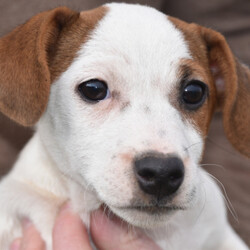 Corey/Jack Russell Terrier/Male/,How can you say no to this baby face? Corey is just as silly as they come. He is always trying to catch your eye with his puppy tricks. He will surely be the talk of your town, and he is just waiting for that perfect family to call his own. Corey will come home to you up to date on his puppy vaccinations and vet checks. Don't let this baby boy pass you by. He will be that perfect, fun-loving addition that you have been looking for.