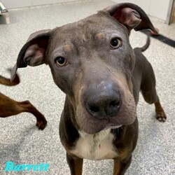me/Pit Bull Terrier/Male/Adult Adopt a dog:me/Pit Bull Terrier/Male/Adult,