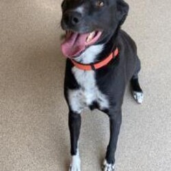 Adopt a dog:Boomer/Border Collie/Male/Adult,I am a very excitable guy with lots of energy, but I also love to cuddle up with you. I am scared of cats and I like most dogs. I will need supervision while I am outside because I like to try to escape! I also do not like farm animals. I only know sit but would love if you could teach me some new tricks. I am up to date on all basic vaccinations. I am also neutered and will be microchipped before going home. I have 24/7 access to my outside kennel so the nice people at the shelter are not sure if I am potty trained or not. There is never any mess in my kennel. If you would like to make me part of your family go to stephenmemorial.org and fill out an application!