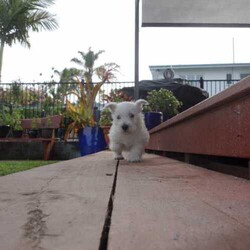 Beautiful Purebred Puppies/West Highland White Terrier/3 males, 2 females/Birth: Thursday, June 18, 2015,We have 5 beautiful purebred wesities, which are West Highland Terriers. Born: 18.06.2015. 3 Males and 2 Females. The pictures are from the last litter. The puppies are able to go home early August.

Please contact via email or phone.
Mobile: 0424488671