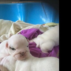 Adopt a dog:British Bulldog puppy (4) (purebred full papers)/British Bulldog//Birth: Friday, January 22, 2016,BRICKESQUE

Contact : Russell/Christie

Location : Melbourne/Richmond VIC

Phone : 0413294577

Email: rustybarnacle@hotmail.com

We currently have for sale 4 healthy British Bulldog puppies, currently 2 weeks old (born on 22/1/16)

All puppies will be vaccinated, wormed, microchipped, vet checked before going to there new forever homes.

Pups are due for their new homes on the 18th March.

Price is $4,500 Firm, All listed on Mains Register (blue papers with no restrictions).

All puppies are predominantly white like their Sire and Dam

Taking deposits now. I can send numerous photos and videos of your pup prior to purchase. Deposits fully refundable should pup be withdrawn from sale due to unforeseen circumstances etc.

Dogs TAS Member: 7005549332

Sire: Ampower Sun of Star

Dam: Canemans Vienna

MALE 1: SOLD

MALE 2: Available

FEMALE 1: SOLD

FEMALE 2: Available

FEMALE 3: Available

FEMALE 4: Available

Please text me first with your location and whether you would like boy or girl and I will ring you back. More than happy to send numerous videos and photos of your desired pup.  Happy to take enquiries.