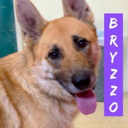 Bryzzo/German Shepherd Dog/Male/Adult Adopt a dog:Bryzzo/German Shepherd Dog/Male/Adult,