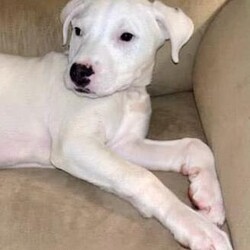 Alfie/Terrier/Female/Baby Adopt a dog:Alfie/Terrier/Female/Baby,