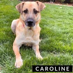 Adopt a dog:Caroline/German Shepherd Dog/Female/Adult,Caroline is a very sweet gal, she came to Iowa with her 8 puppies. Caroline can be shy at times but she shows her spunky playful side when she gets to know you! She is looking for a family to help build her confidence up and give her lots of love. Her estimated date of birth is 02/01/2019 and is a German Shepard mix. If you're interested in meeting Caroline and adding her to your family please fill out an application at https://rescuerehabrehome.org/adoption-applicationRescue Rehab Rehome does not adopt animals outside the state of Iowa. We do not adopt puppies to adopters living more than a 45 minute drive from the Des Moines metropolitan area. We are not able to respond to questions about an animal unless we have received an application.