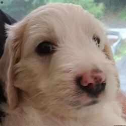Dorado/Male /Male /Mini Goldendoodle Puppy,