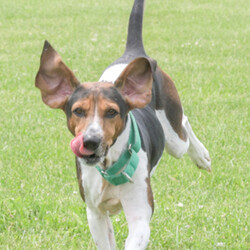 Adopt a dog:Frank/American Foxhound/Male/Adult,- Equal parts playful and cuddly, but can also be independent at times 

- Loves to sniff everything and follow his nose 

- Does not like to share his food or special treats with other dogs (needs to be the only dog in his home right now) 

- Previous family said he has done well at dog parks and loves to play with the other dogs 

- Not a fan of crowds and loud noises, especially thunder 

- Has liked being petted by children he has met, but he hasn't had a lot of experience with kids and may be happiest in a more mature home

- Harness recommended for walks 

The ARL's shelter software requires that we choose a primary breed for our dogs. Visual breed identification in dogs is unreliable, so for most dogs we are only guessing at primary breed. We get to know each dog as an individual and do our best to describe each of our dogs based on personality, not breed label.
 Primary Color: Tri Color Secondary Color: White Weight: 43.5lbs Age: 5yrs 10mths 1wks Animal has been Neutered