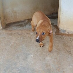 Capella/Affenpinscher/Female/Adult Adopt a dog:Capella/Affenpinscher/Female/Adult,