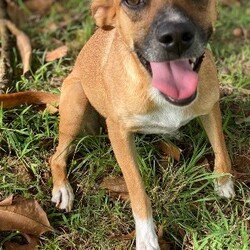 Sirena/Affenpinscher/Female/Adult Adopt a dog:Sirena/Affenpinscher/Female/Adult,