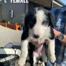 Adopt a dog:Border collie puppies/Other//Younger Than Six Months,available now delivery available in Victoriaborn 07/06/218 black and white gorgeous border collie puppies4 boys and 4 girlsMother Arya is full short/medium hair BCDad Sirius is full long haired BCPups will come vaccinated, microchipped and vet checked. Will be used to being around children, cats and other dogs and people. We also get them used to being around waterHappy to do phone calls and video calls and answer everything youd like to know or ask.Courtney900164001880417, 900164001880431, 900164001880428, 900164001880427, 900164001880433, 900164001880425, 900164001880420 ,900164001880422