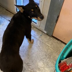 Adopt a dog:Orayvi/Shepherd/Female/Young,https://m.facebook.com/story.php?story_fbid=10159414048587512&id=701212511&sfnsn=mo

This pup is in a foster home. If you would like to meet this pup you can email foster at advocatingwith@gmail.com. You will also need to fill out an adoption application. Please go to souldog.com to fill an adoption application out. Filling out an adoption application does not mean you will be adopting the animal. Meeting a pup does not mean you are approved to adopt the puppy. We will select the family we feel is the best choice for that pup after meeting the applicants.